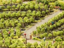 Noch 21545 Z Weinreben 24x